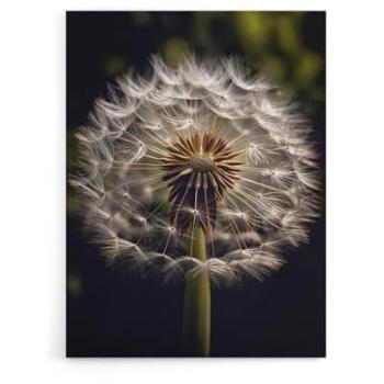 Macro Dandelion Pappus Art Print – 12x16 inches