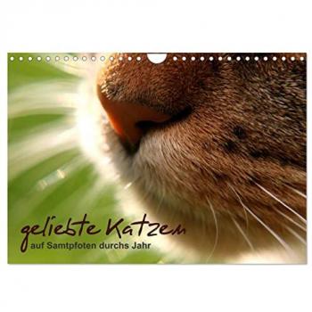 geliebte Katzen