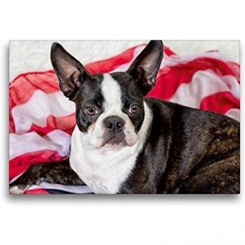 CALVENDO Leinwanddruck 45 × 30 cm – Boston Terrier in Brindle/Weiß Streifen