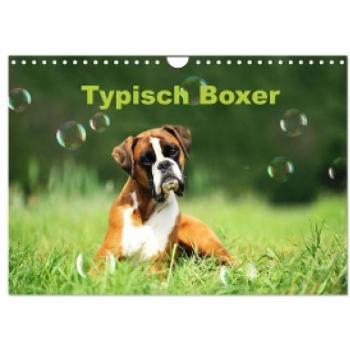 Typisch Boxer (Wandkalender 2024 DIN A4 quer) CALVENDO Monatskalender