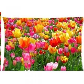Amarillo y Rosa Crema de Tulipán