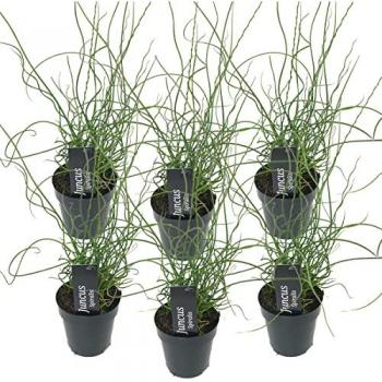 Juncus Spiralis 6x – Herbe Tire-bouchon – Zone 1/2 – D9 cm, H30–40 cm – Entretien Facile