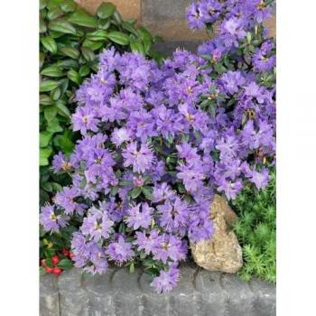 Mini-Rhododendron lila