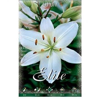 Lilium Asiatic White