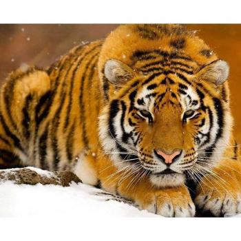 Animal Tiger Diamond Painting