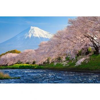 Wandtapete Fuji und Sakura mit kostenlosem Kleister