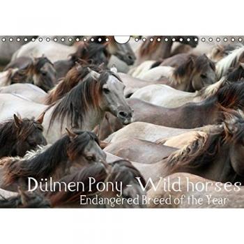CALVENDO Animals: Dülmen Pony