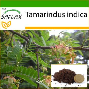 Indischer Dattelbaum Samen & Substrate Set – 4 Tamarindus indica (SAFLAX)