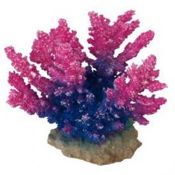 Corallo Acropora Violette Aqua Della 431344
