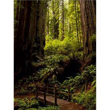 CALVENDO Puzzle Redwood Nationalpark 1000 Teile Lege-Größe 48 x 64 cm Foto-Puzzle Bild von Angelika Metzke