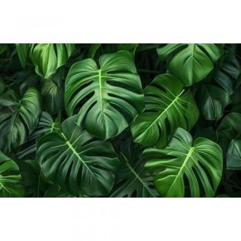 XXL Wandbild Naturklang Monstera