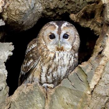 Musical Tawny Owl Photo Card