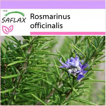Rosmarino Naturale SAFLAX – Pacchetto da 100 semi
