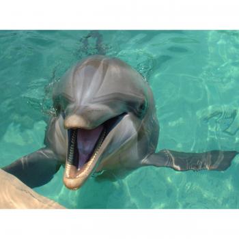Fototapete Delfin und Zahnwal Abenteuer