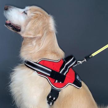 RedL Petio EthicalDog