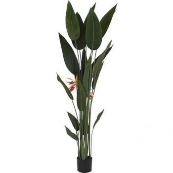 Planta decorativa ave del paraíso