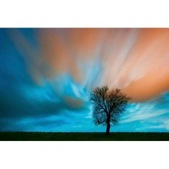 Fototapete »Baum auf Wiese«