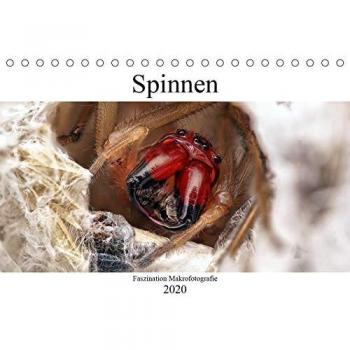 Faszination Makrofotografie: Spinnen