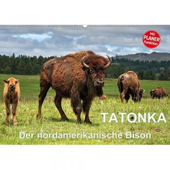 TATONKA Der nordamerikanische Bison
