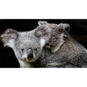 Papermoon Fototapete Koala mit Baby