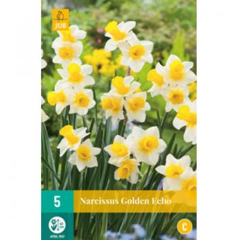Narcisse Golden Echo