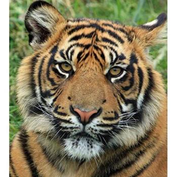 Poster Tigre Vision – Gros Plan 31 × 35 cm