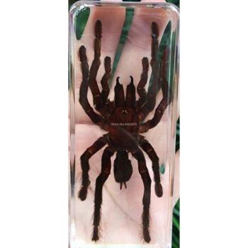 Modèle de Sauterelle en Résine Transparente – Spécimen Scorpion Didactique