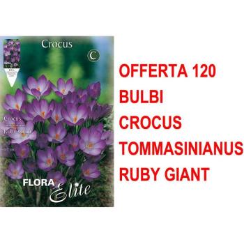 Offerta Speciale 120 Bulbi Crocus Tommasinianus