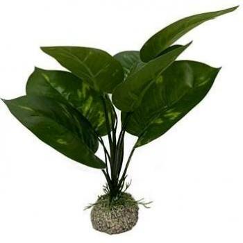 Aqua D'ella Anubias Aquariendeko