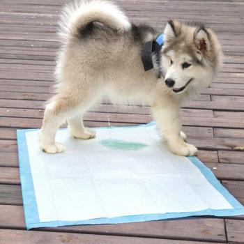 100 Pack Disposable Dog Diapers