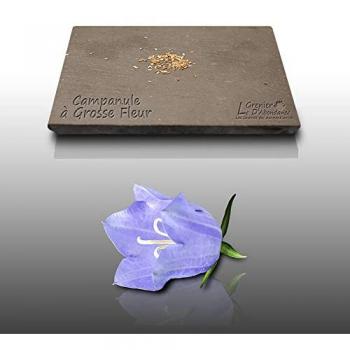Le Grenier d’Abondance : 100 graines de Campanula