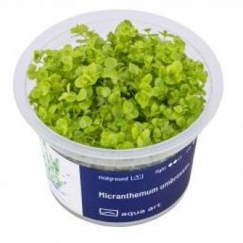Micranthemum Umbrosum Balkonfreund