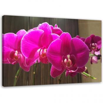 Impronta Canvas Feeby: Orchidea Fucsia 60x40