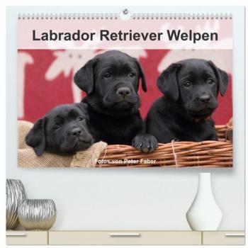 Labrador Retriever Welpen (hochwertiger Premium Wandkalender 2025 DIN A2 quer) Kunstdruck in Hochglanz