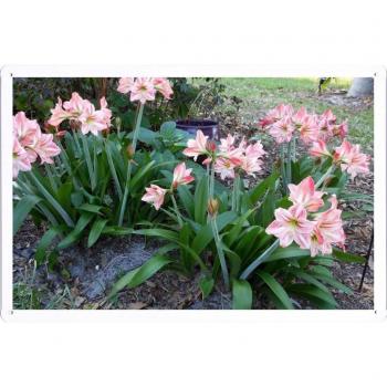 Placa de Hojalata Lily
