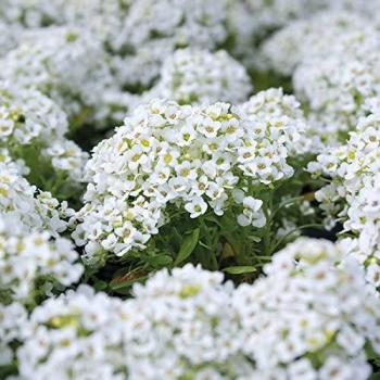 Frosted Meadow Alyssum Seeds
