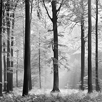 IDEALDECOR 8‑teilige Fototapete Avalon, 366×254 cm, Schwarz-Weiß