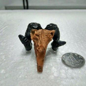 Reptile Cave Rhino Skull Statue