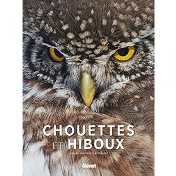 Chouettes et hiboux