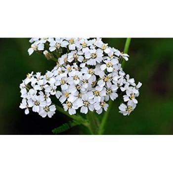 Reprosemilla Milenrama Aromática