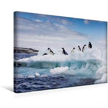 Premium Textil-Leinwand 45 cm × 30 cm – Adelie Pinguine – Calvendo