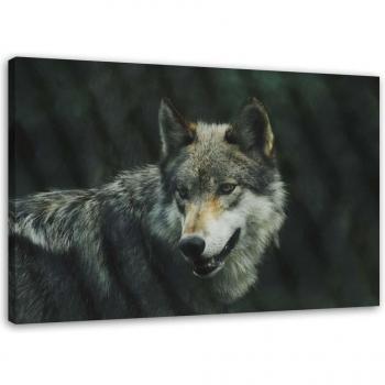 Tableau Loup Gris Nature 60x40