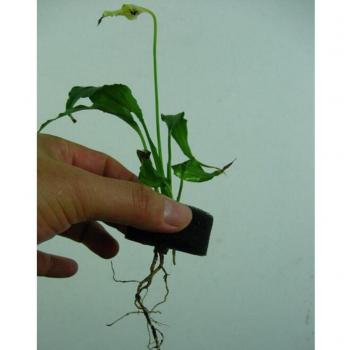 50Pcs Transplanting Sponge for Hydroponics