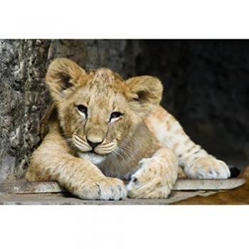 Tableau en Verre Lion 45x65 cm