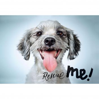 Rescue Me!, Sachbücher von Richard Phibbs