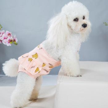 Culotte physiologique pour chien