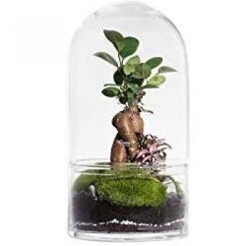 Terrarium Vivant