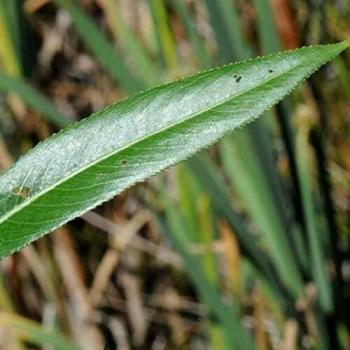 Saule à Feuilles de Daphné