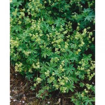 Alchemilla saxatilis, Mini Stein-Frauenmantel, 9x9 cm Topf
