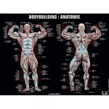 Poster bodybuilding : anatomie